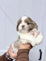 Roman, a male Shih Tzu for sale in Walden, NY – Photo 2 of 4