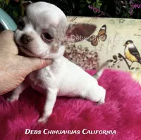 Little  STERLING - Pics parents, a male Chihuahua for sale in Tracy, CA – 2 of 6
