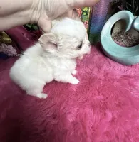 Extraordinary Dollface Boy , a male Chihuahua for sale in Tracy, CA – 6 of 6