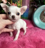 Tiny PEANUT See Video, a female Chihuahua for sale in Tracy, CA – 2 of 3