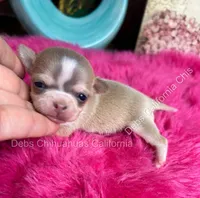 DEBS CALIF CHIS Tiny WILLOW, a male Chihuahua for sale in Tracy, CA – 2 of 6