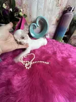 Little CASPER- 2 Videos! , a male Chihuahua for sale in Tracy, CA – 6 of 8