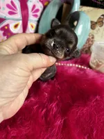 Longhair BLUE ROSE , a female Chihuahua for sale in Tracy, CA – Photo 1 of 2