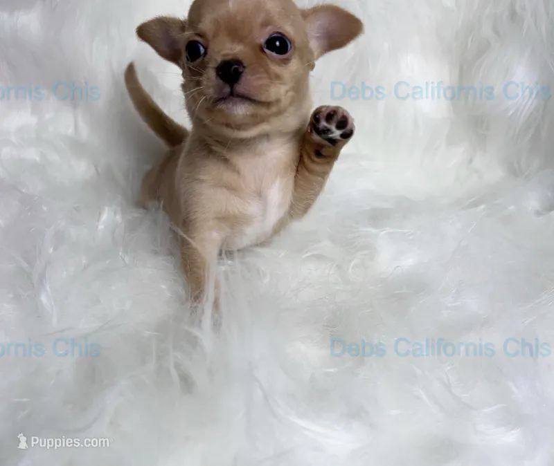 Debs California little  TEDDY RUXPIN – Chihuahua puppy for sale in Tracy, CA