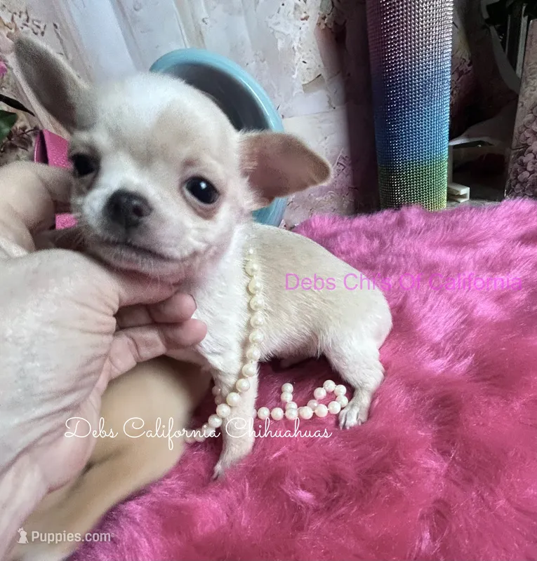 Tiny STUART LITTLE  – Chihuahua puppy for sale in Tracy, CA