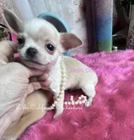 Tiny STUART LITTLE , a male Chihuahua for sale in Tracy, CA – 1 of 7