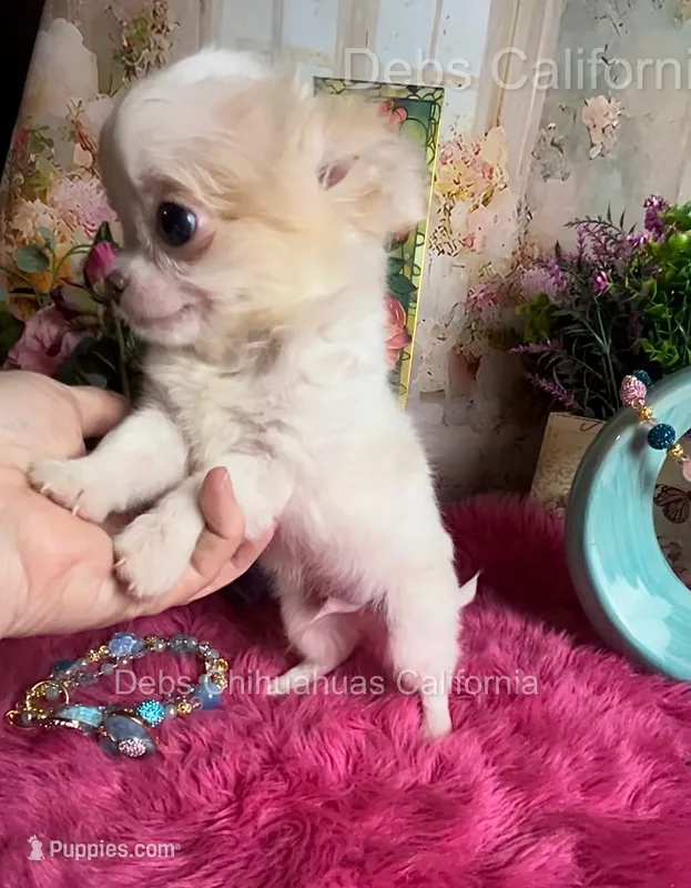 TINY PIKACHU – Chihuahua puppy for sale in Tracy, CA