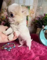 TINY PIKACHU, a male Chihuahua for sale in Tracy, CA – 1 of 6
