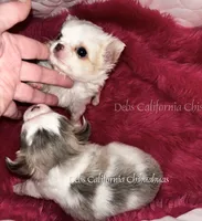 Tiny POWDER, a male Chihuahua for sale in Tracy, CA – 5 of 6