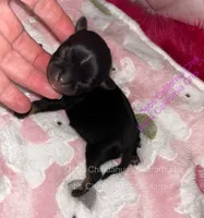 Little TACO JACK , a male Chihuahua for sale in Tracy, CA – 3 of 3