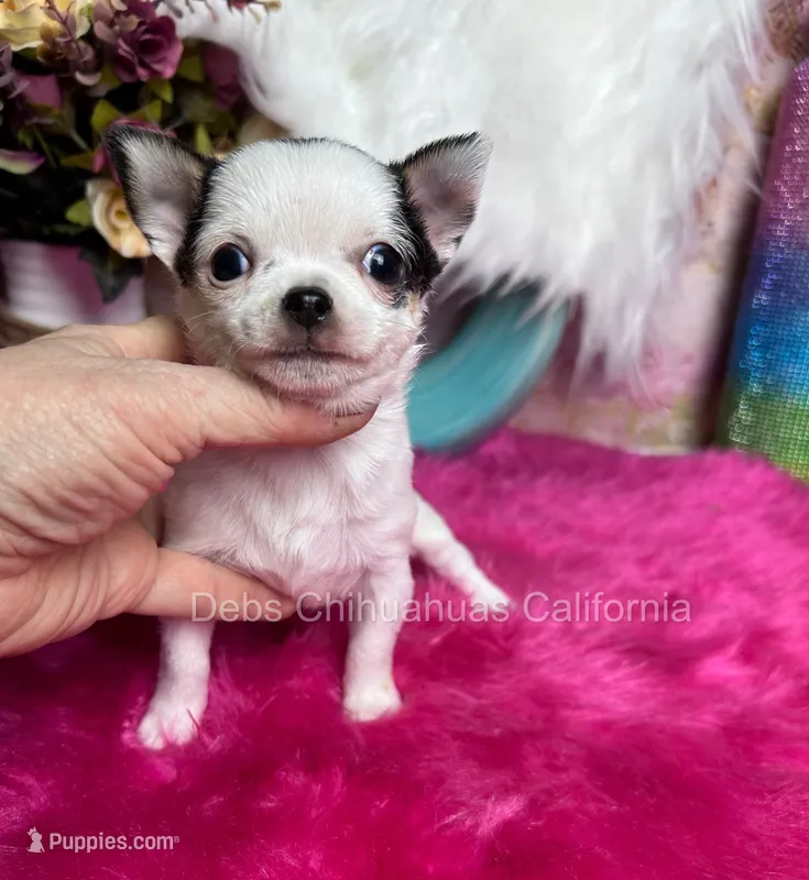 Deb’s CA BETTY BOOP , a female Chihuahua for sale in Tracy, CA – 1 of 2