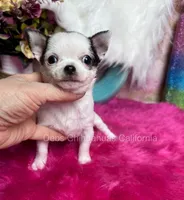 Deb’s CA BETTY BOOP , a female Chihuahua for sale in Tracy, CA – 1 of 2