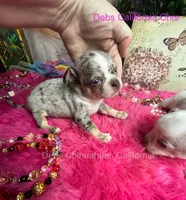 ROLEX - parents pics and  sibling pix, a male Chihuahua for sale in Tracy, CA – 3 of 6