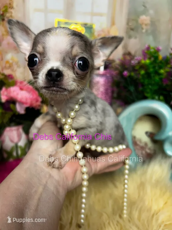 Dollface ROLEX - Pics Parents & 2025 sibling – Chihuahua puppy for sale in Tracy, CA