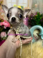 Rolex - Parents & past sibling pix, a  Chihuahua for sale in Tracy, CA – 6 of 7