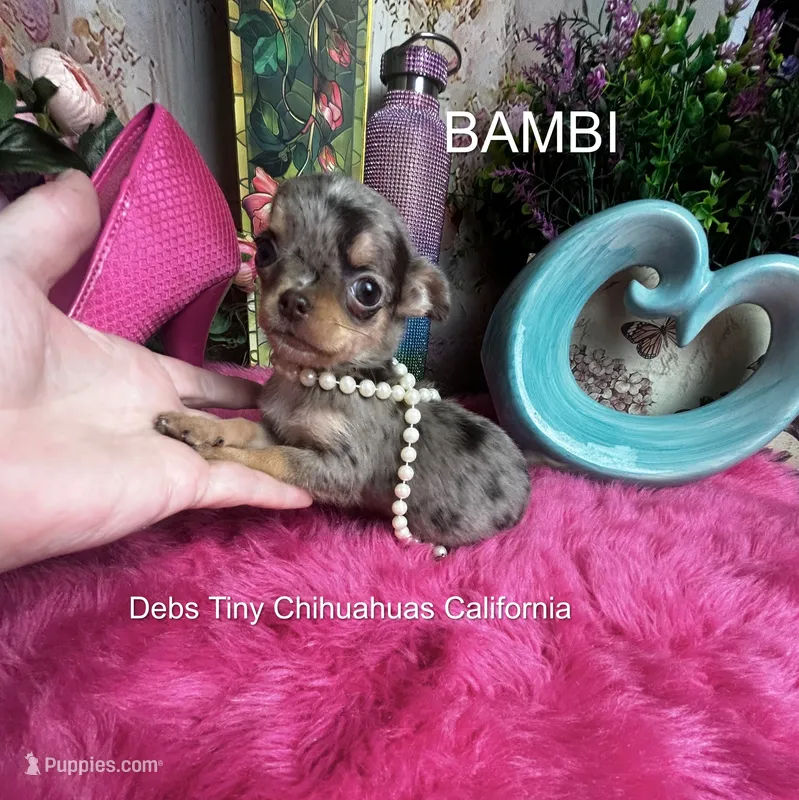 Tiny BAMBI See Video – Chihuahua puppy for sale in Tracy, CA