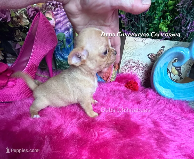 Little TEDDY RUXPIN – Chihuahua puppy for sale in Tracy, CA