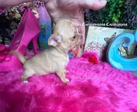 Little TEDDY RUXPIN, a male Chihuahua for sale in Tracy, CA – 1 of 4