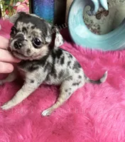 Little  PEBBLES , a female Chihuahua for sale in Tracy, CA – 4 of 4