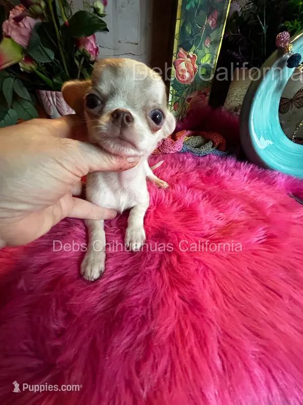 Tiny SPARROW  – Chihuahua puppy for sale in Tracy, CA