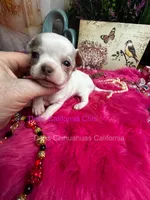 FROSTY - Pics parents& past sibling , a male Chihuahua for sale in Tracy, CA – 4 of 7