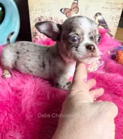 ROLEX- Videos! Includes Nanny Delivery, a male Chihuahua for sale in Tracy, CA – 4 of 8