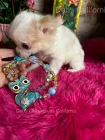 TINY PIKACHU, a male Chihuahua for sale in Tracy, CA – 4 of 6
