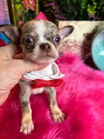 DEBS CALIF CHIS little PICASSO - Videos!, a male Chihuahua for sale in Tracy, CA – 6 of 9