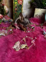 Tiny  CUPCAKE - See 2 Videos, a female Chihuahua for sale in Tracy, CA – 7 of 10