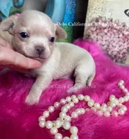 Little HARLEY , a male Chihuahua for sale in Tracy, CA – 2 of 3