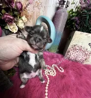 Deb’s CA BLUEJAY , a male Chihuahua for sale in Tracy, CA – 4 of 5
