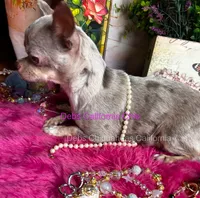 Rolex - Parents & past sibling pix, a  Chihuahua for sale in Tracy, CA – 7 of 7