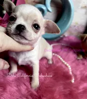 Tiny STUART LITTLE , a male Chihuahua for sale in Tracy, CA – 6 of 7