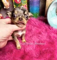 Mini Aurora  , a female Chihuahua for sale in Tracy, CA – 2 of 3