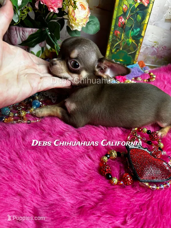 Hershey - See Video  – Chihuahua puppy for sale in Tracy, CA