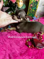 Hershey - See Video , a male Chihuahua for sale in Tracy, CA – 1 of 5