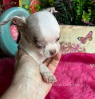 Deb’s STERLING -2 Videos, a male Chihuahua for sale in Tracy, CA – 3 of 10