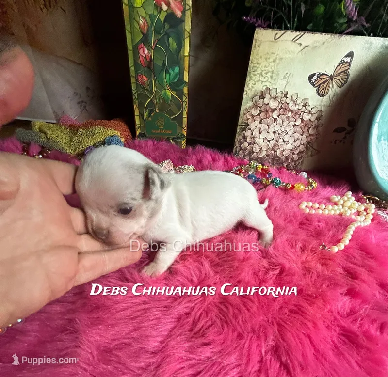 Ohlala - Pics parents and past sibling  – Chihuahua puppy for sale in Tracy, CA