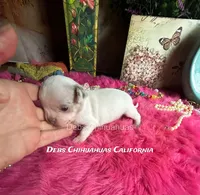 Ohlala - Pics parents and past sibling , a male Chihuahua for sale in Tracy, CA – 1 of 6