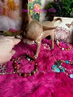 Goldie- Price incl nanny delivery , a female Chihuahua for sale in Tracy, CA – 5 of 6