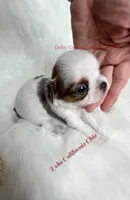 Longcoat little WENDY , a female Chihuahua for sale in Tracy, CA – 1 of 3