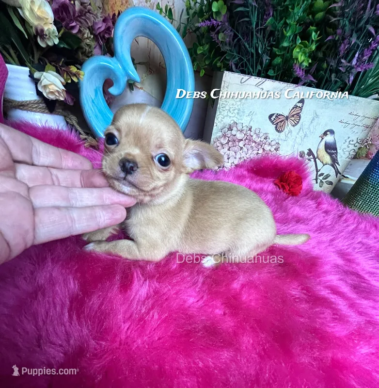 Debs California little  TEDDY RUXPIN – Chihuahua puppy for sale in Tracy, CA