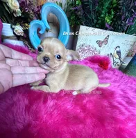 Little TEDDY RUXPIN, a male Chihuahua for sale in Tracy, CA – 4 of 4