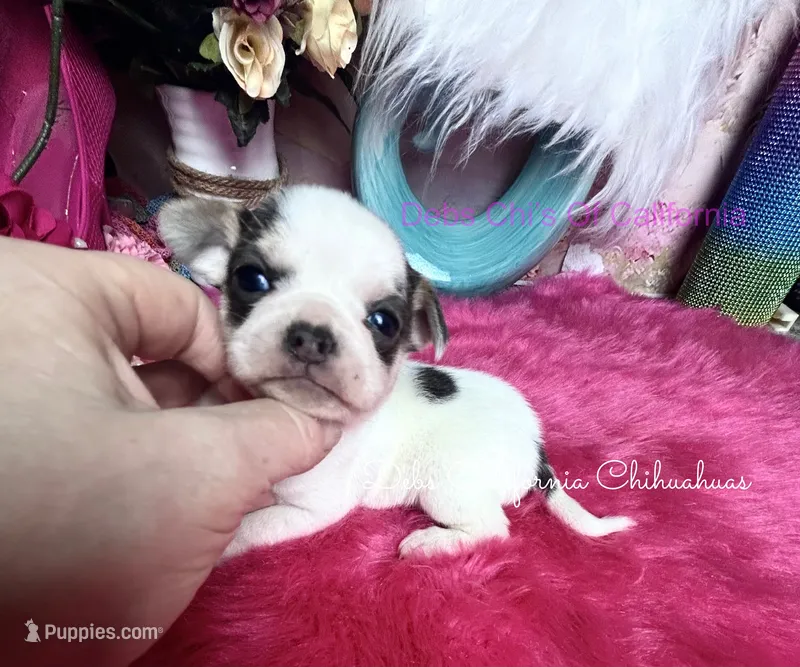Little PANDA – Chihuahua puppy for sale in Tracy, CA