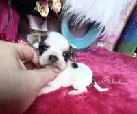  PANDA regular toy size, a male Chihuahua for sale in Tracy, CA – 1 of 3