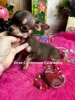 Hershey - See Video , a male Chihuahua for sale in Tracy, CA – 2 of 5