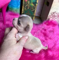 DEBS CALIF CHIS Tiny WILLOW, a male Chihuahua for sale in Tracy, CA – 6 of 6