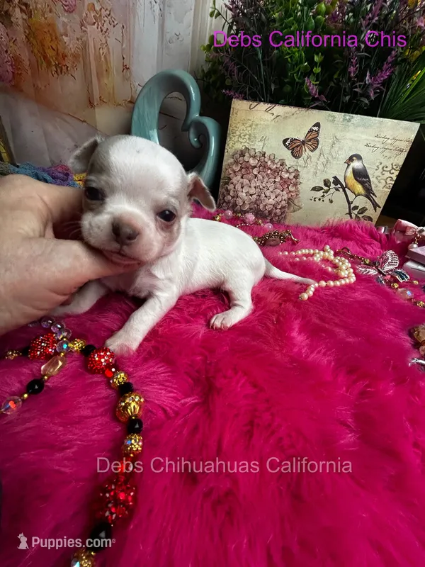 FROSTY - Pics parents& past sibling  – Chihuahua puppy for sale in Tracy, CA
