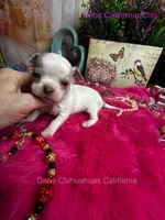 FROSTY - Pics parents& past sibling , a male Chihuahua for sale in Tracy, CA – 1 of 7