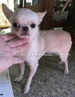 Rolex - Parents & past sibling pix, a  Chihuahua for sale in Tracy, CA – 5 of 7